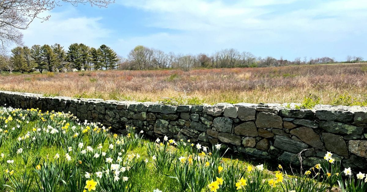Spring Wellness